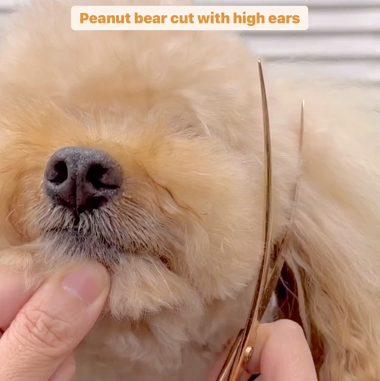 A Grooming Style Favorite: The High-Eared Peanut Bear